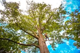 How Our Tree Care Process Works  in  Shenandoah Farms, VA