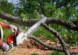 Best Hazardous Tree Removal  in Shenandoah Farms, VA