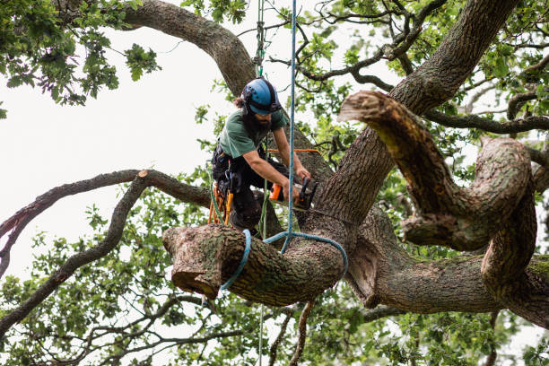 Best Tree and Shrub Care  in Shenandoah Farms, VA