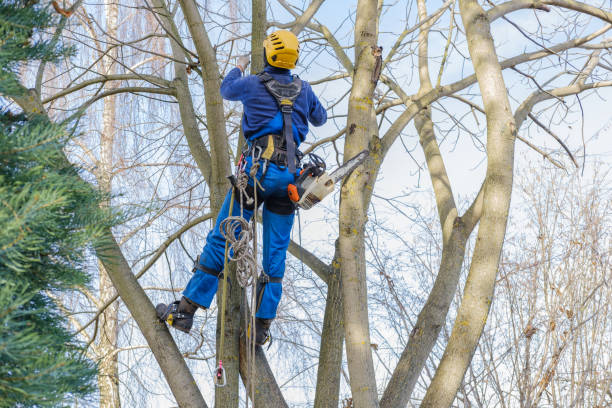 Best Commercial Tree Services  in Shenandoah Farms, VA