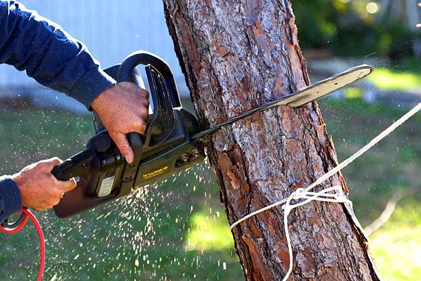 Shenandoah Farms, VA Tree Removal Services Company